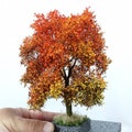 Maple tree 18-22 cm 52-2312 product logo