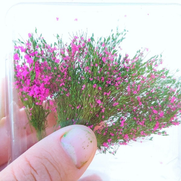 6/12 buissons de jacinthe 2/4 cm verts à fleurs magenta W20 diorama, maquettes, scène de maquette, miniature, paysage
