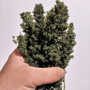 Foliage, bush or tree crown A + - dark green 68