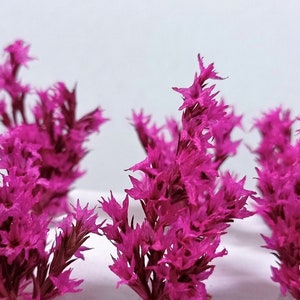WarHammerGreen Germanic Flowering Bushes Magenta Red 2/4 cm 6pcs