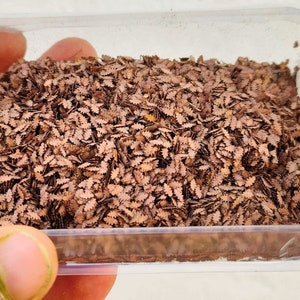 May include: A close-up of a clear plastic container filled with small, brown, leaf-shaped confetti.