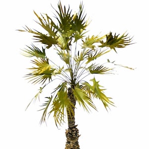 Low Sugar Palm 1/35 Height About 22cm Model TPV-027 1pcs - Etsy