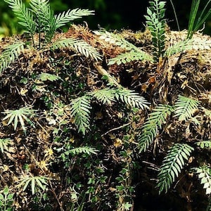 Jungle Plant 2 Laser Cut Scale 1 32 / 1:35 Diorama VG3-032