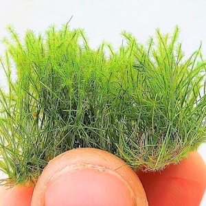 27 mm tall - 22 new tufts of spring green grass dip17754