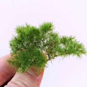 accessories Diorama vegetation for the diorama, model railway or crib diorama, Scale Models, model scene, Miniature, Landscape