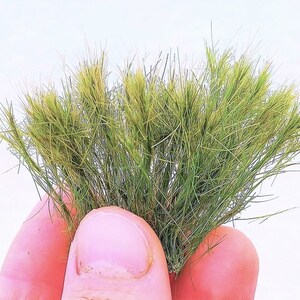 5/6 cm high - 22 new tufts of green grass in early autumn (2.4 inches approximate) dip45843