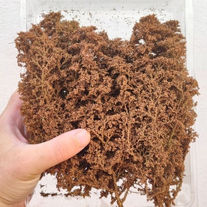 Large forest, bush or tree crown professional dark dried DP5432