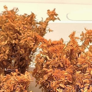 Pode incluir: Ramos de flores secas de cor laranja-marrom com folhas delicadas e plumosas. Os ramos estão dispostos em um grupo, criando um visual natural e rústico.