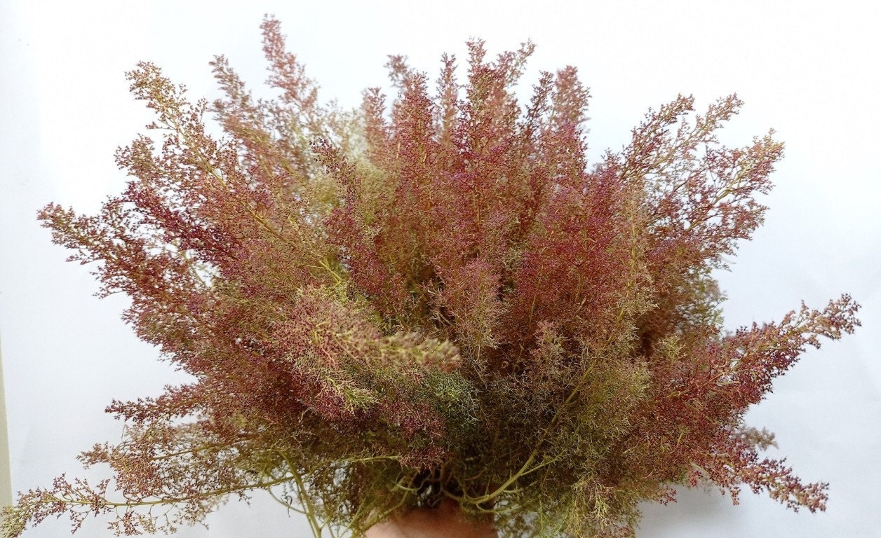 Teloxys Aristata, Seafoam Trees, Sea Moss, Seafoam, Aka Seafoam, Zeec…