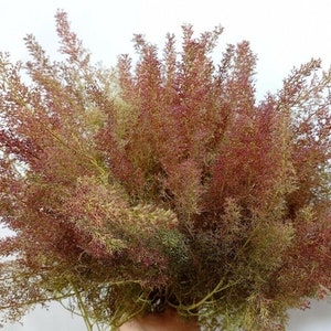 Teloxys Aristata, Seafoam Trees, Sea Moss, Seafoam, Aka Seafoam, Zeechium, - 100 pcs 13/24 cm Super Realistic Model Trees / bush Armatures