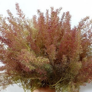 Teloxys Aristata, arbres d'écume de mer, mousse de mer, écume de mer, alias écume de mer, Zeechium, 28 pcs 13/24 cm arbres modèles super réalistes / armatures de buisson image 1