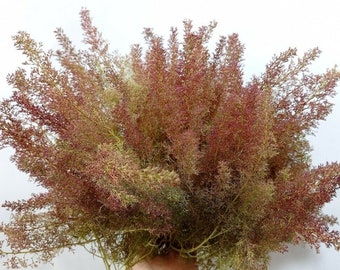 Teloxys Aristata, arbres d'écume de mer, mousse de mer, écume de mer, alias écume de mer, Zeechium, - 28 pcs 13/24 cm arbres modèles super réalistes / armatures de buisson