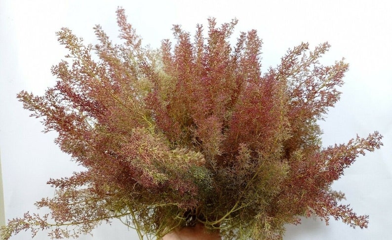 Teloxys Aristata, arbres d'écume de mer, mousse de mer, écume de mer, alias écume de mer, Zeechium, 28 pcs 13/24 cm arbres modèles super réalistes / armatures de buisson image 1