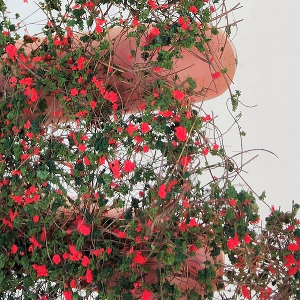 01 Mini climber, universal ladder 15 cm x 22 cm – dark green red flowers dip12+17