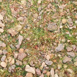 May include: A close-up view of a patch of ground covered in small, light brown and gray rocks. The rocks are scattered amongst green grass and dry, brown blades of grass.