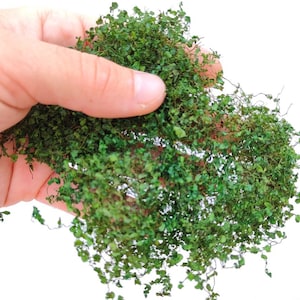 01 Miniature ivy or bush NATURAL colored medium light green diorama, Scale Models, model scene, Miniature, Landscape dip216073 – 1