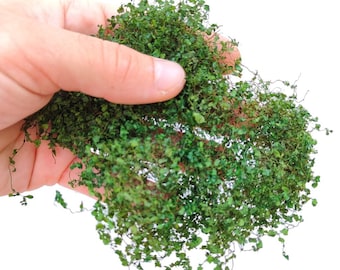 01 Miniature ivy or bush NATURAL colored medium light green diorama, Scale Models, model scene, Miniature, Landscape dip216073 – 1