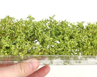 00 Cri-Cri SPECIAL alternatywna zielona wersja dp0013