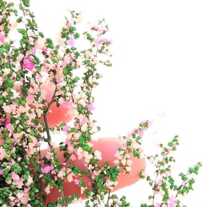 bush with light green stabilized leaves with 16+19 pink flowers