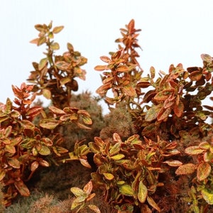 01 Axel welcome to the jungle – bush with red autumn leaves