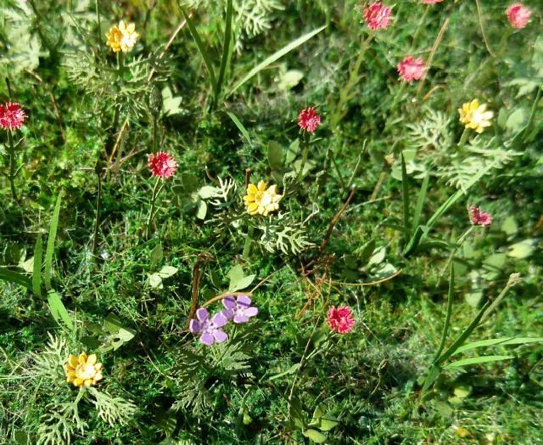 Laser Cut Wildflowers Scale 1 32 / 135 Diorama VG3028 Etsy