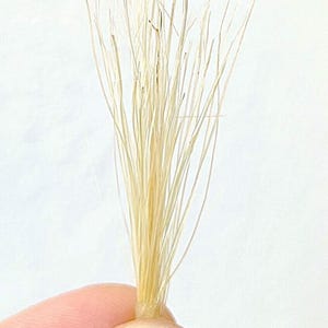 May include: A bunch of light brown, thin, wispy fibers, resembling hair, held in a hand.