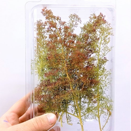 Scale Ho/Oo/Tt/N/Z Zeechium-Aristata Teloxis-Sea Foam-Sea Moss 80