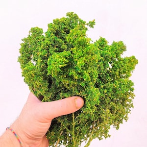 Large forest, bush or tree crown w15 +15 Diorama