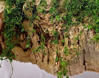 01 Hiedra miniatura de color verde claro/medio