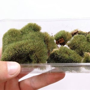 May include: A plastic container filled with small, green, fluffy moss tufts. The moss is arranged in a cluster and appears to be a type of decorative moss.