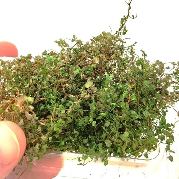 01 Lierre grimpant miniature WILD GREEN MIX 2 feuilles de support supplémentaires diorama maison de poupée