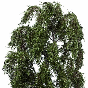 Weeping willow 18-22cm 51-2309