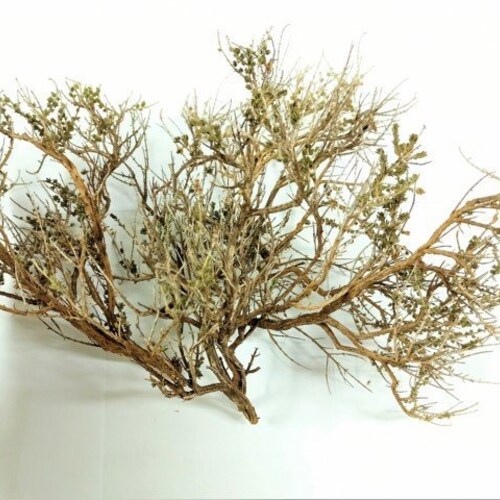 Accessories Diorama Vegetation for the Diorama Model Railway Etsy