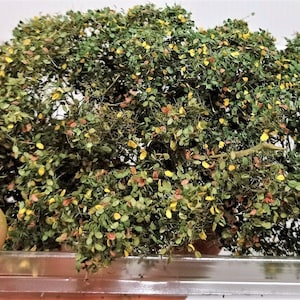 Foliage, bush or tree canopy Deluxe defined leaves – early autumn 300-23
