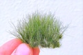 27 mm tall - 22 new tufts of late summer green grass dip19475