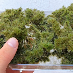 Farmyard Winter Professional Mini bushes new formula diorama, Scale Models, model scene, Miniature, Landscape