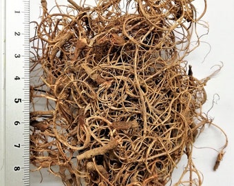 May include: A close-up of a pile of dried, tangled brown roots. A ruler with centimeter markings is placed vertically along the left side of the roots, showing measurements up to 10 cm. The roots have a fibrous texture.