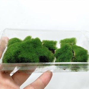 May include: A clear plastic container filled with small, green, fluffy moss tufts. The moss is arranged in a cluster, and the container has a handle on the side.