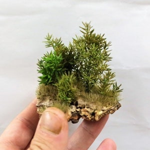 Angela Bush Bush with Stabilized and Colored Leaves for Diorama diorama, Scale Models, model scene, Miniature, Landscape