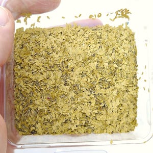 10,000 leaves (about 20 grams) professional leaves defined yellowish leaves 3 mm dp-kjh-009