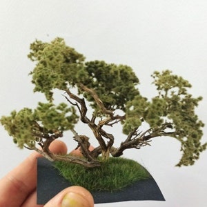 May include: A miniature tree with a gnarled, brown trunk and green foliage. The tree is planted in a small, black square pot with green grass.