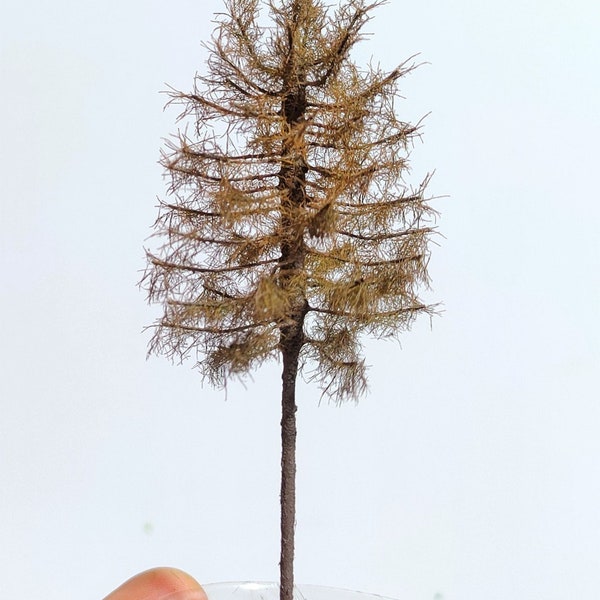 European larch – wilted 1/120, 1/160 – 8/12cm MSU3