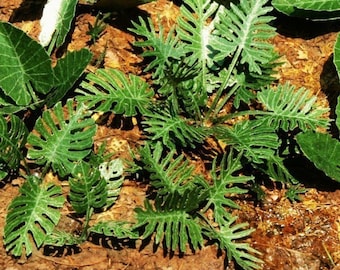 Jungle Plant 1 Laser 1 32 / 1:35 scale Diorama VG3-031