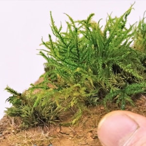 04 Lenny bush green bush for diorama, Scale Models, model scene, Miniature, Landscape