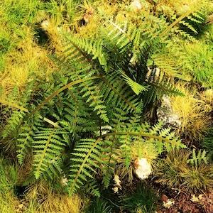 Può includere: Primo piano di una pianta di felce verde che cresce in un ciuffo di erba marrone e gialla. La felce ha fronde lunghe e delicate ed è circondata da altre piante.
