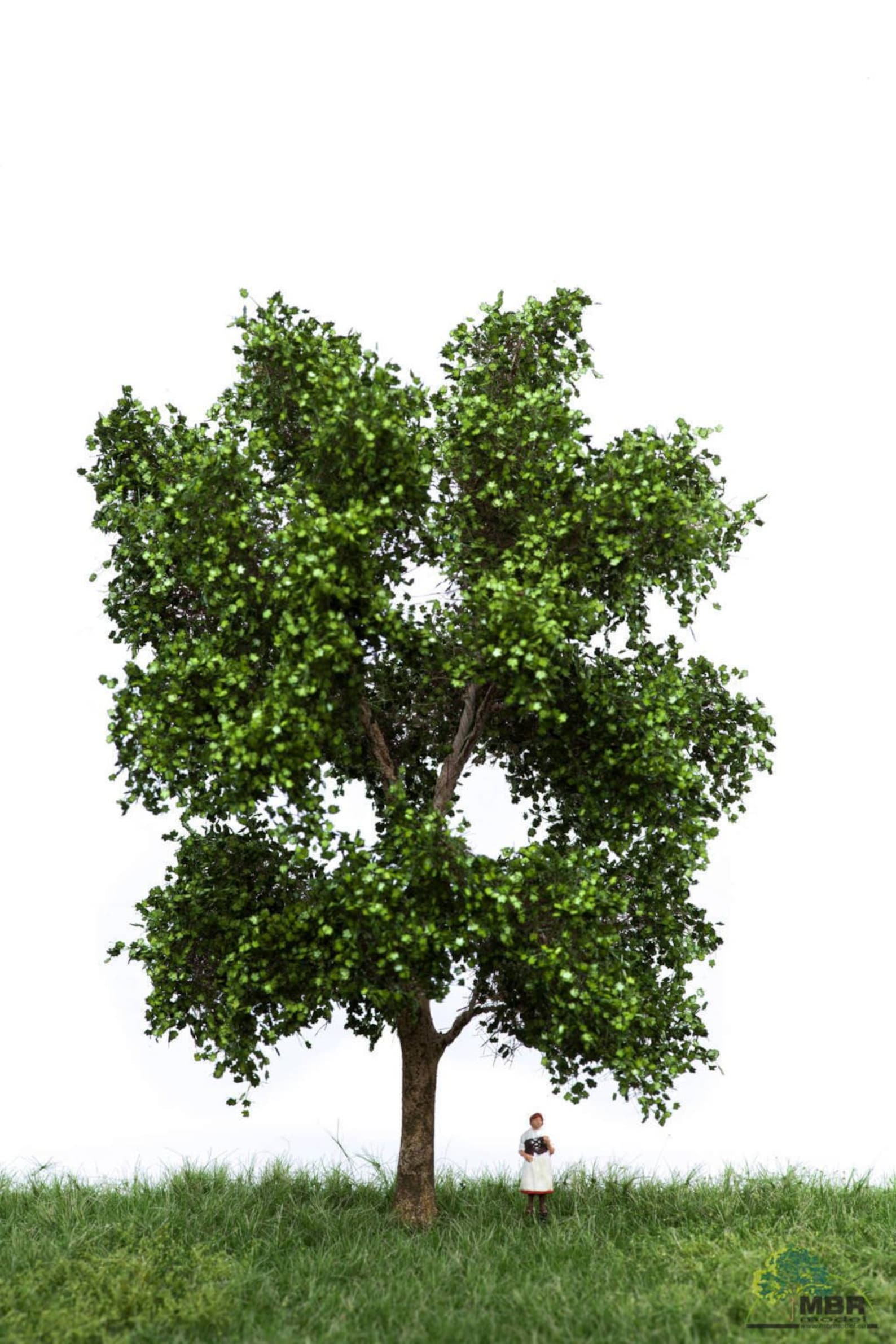 Tree 18. Tree 18