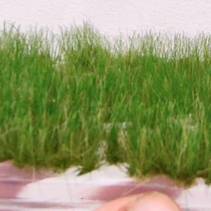12-15 mm tall tufts of grass dry green late summer GTmp-303