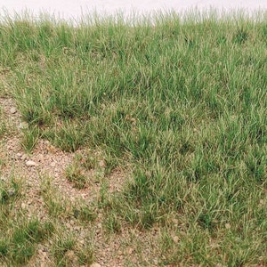 May include: A close-up view of a patch of green grass with some brown dirt and small rocks visible.