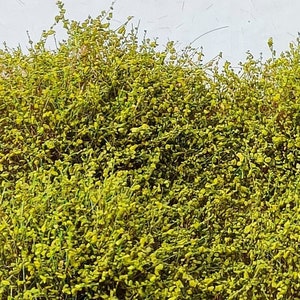 12 bushes 1/3 cm burnt green - universal scale dip19962