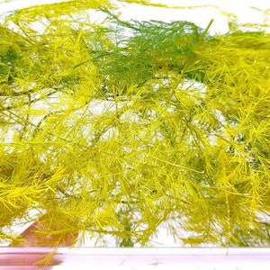 Stabilized Fern for Nativity Scenes and Dioramas yellow version
